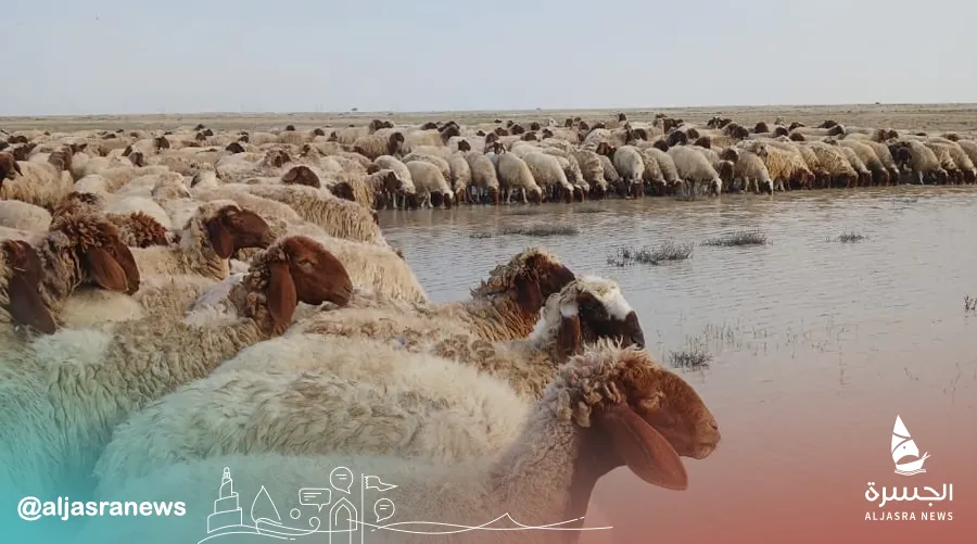 الأمطار الوفيرة تنعش موارد المياه للماشية