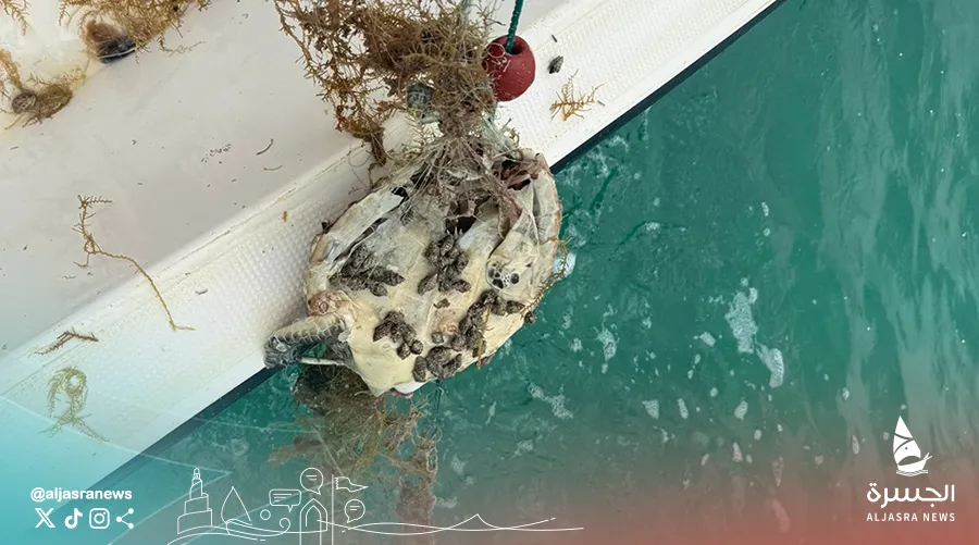 البيئة تحذر من مخاطر شباك الصيد المهملة