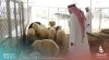 الأحد.. انطلاق مبادرة دعم أسعار اللحوم الأغنام
