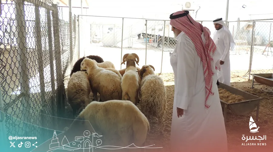 الأحد.. انطلاق مبادرة دعم أسعار اللحوم الأغنام