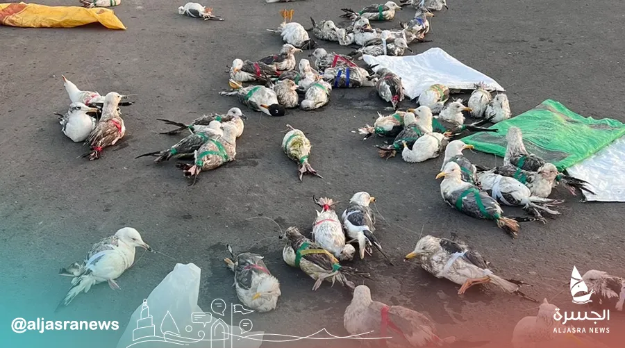 ضبط مخالفين لصيد 95 طائرا بحريا