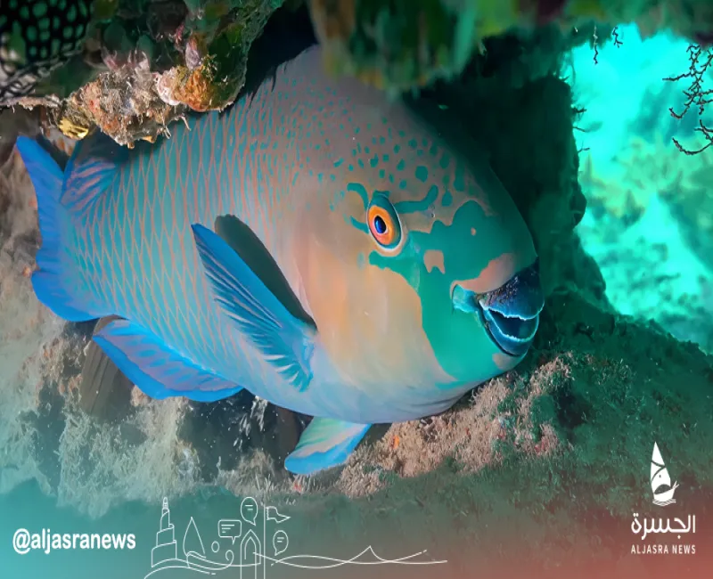 ظهور سمكة الببغاء بالمياه القطرية