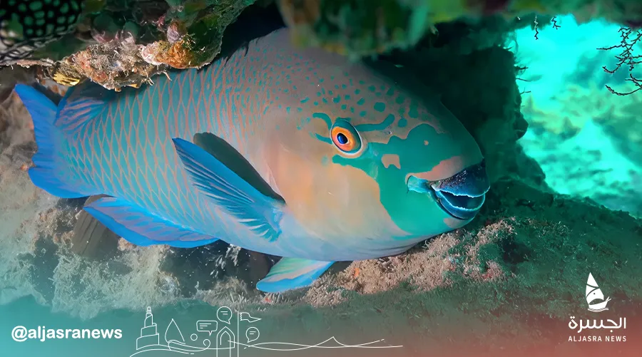 ظهور سمكة الببغاء بالمياه القطرية