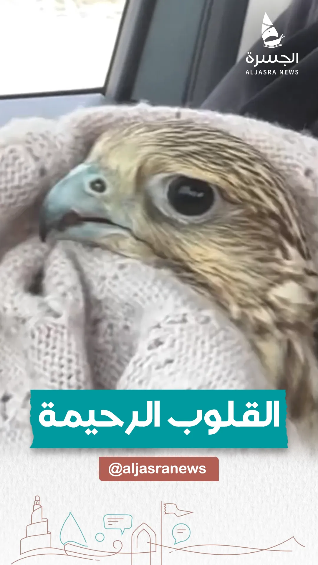 سيدة قطرية تنقذ طيرا بزكريت