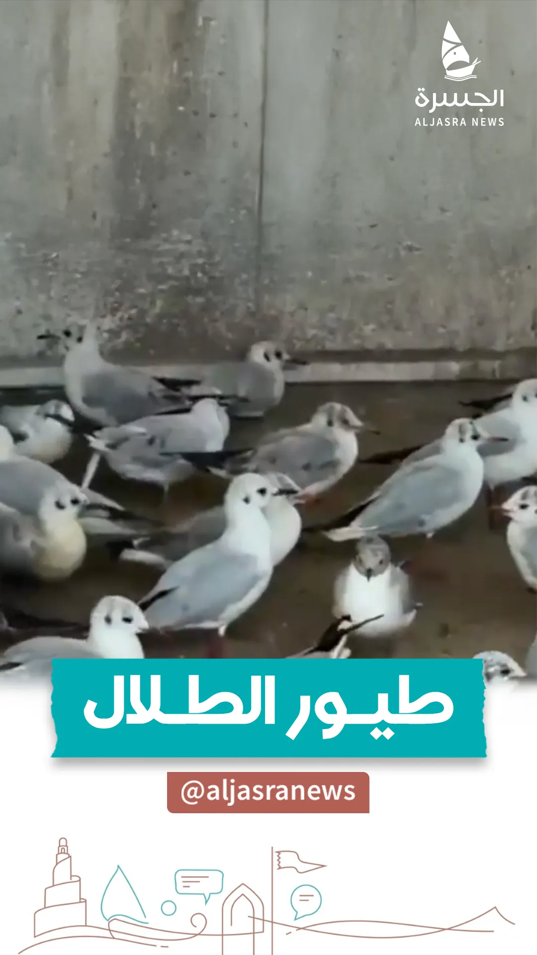 تحرير طيور "الصلال" من قبضة المتجرين