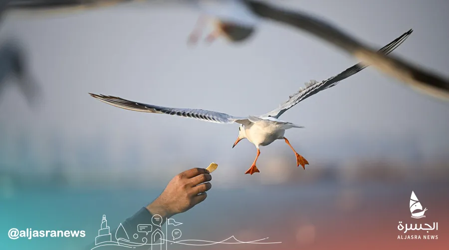 النوارس تزين أجواء ميناء الدوحة القديم